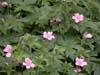 Geranium sanguineum Photo